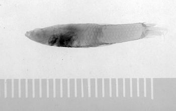 Media type: image;   Ichthyology 6261 Aspect: lateral,description